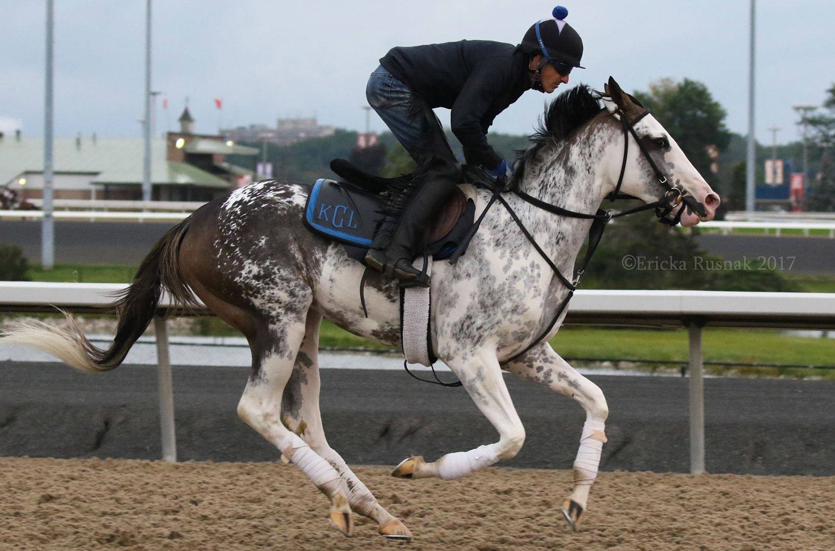 White Spotted Racehorse